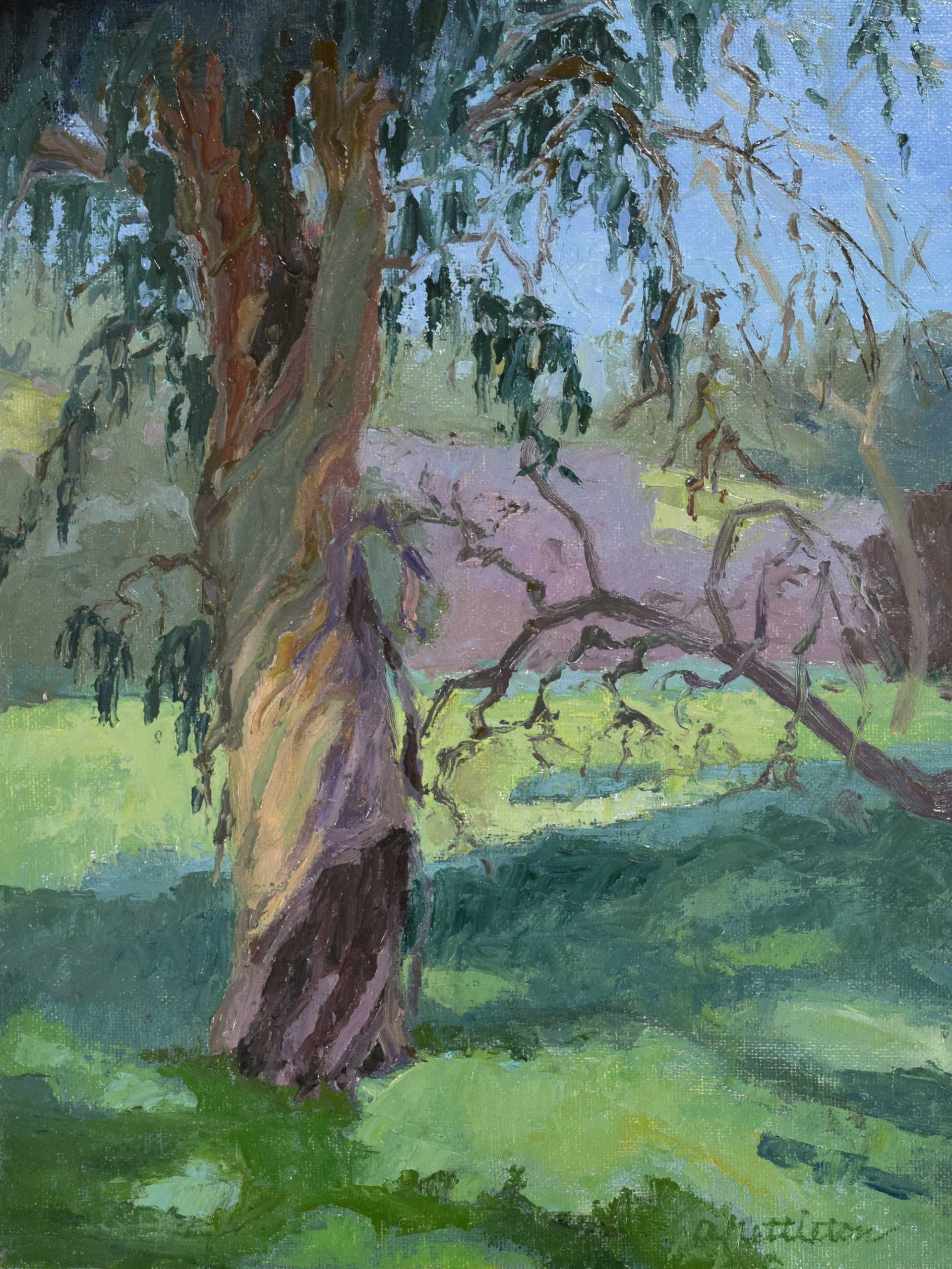 Eucalyptus in the Arroyo